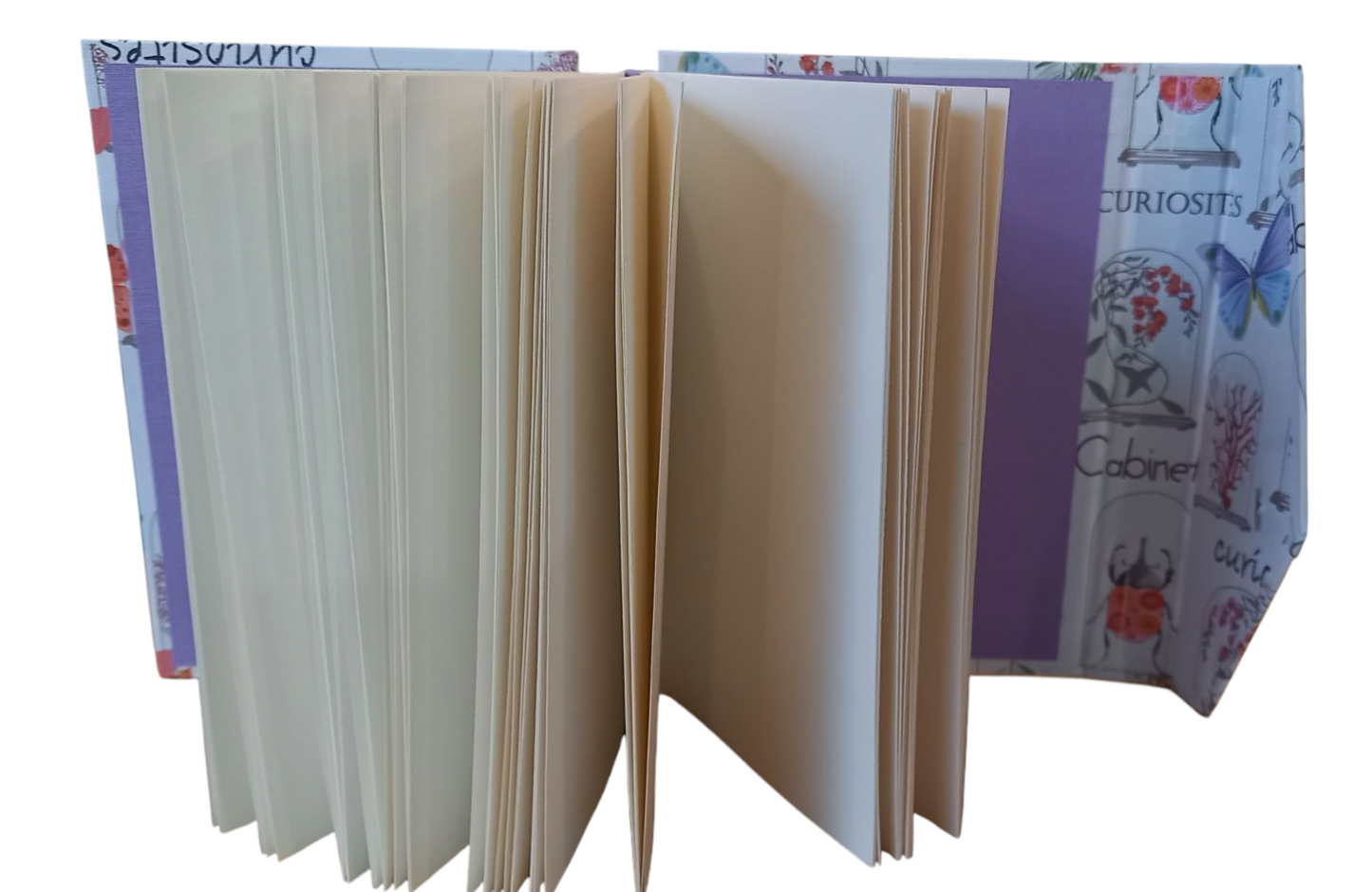 Cabinet de curiosités